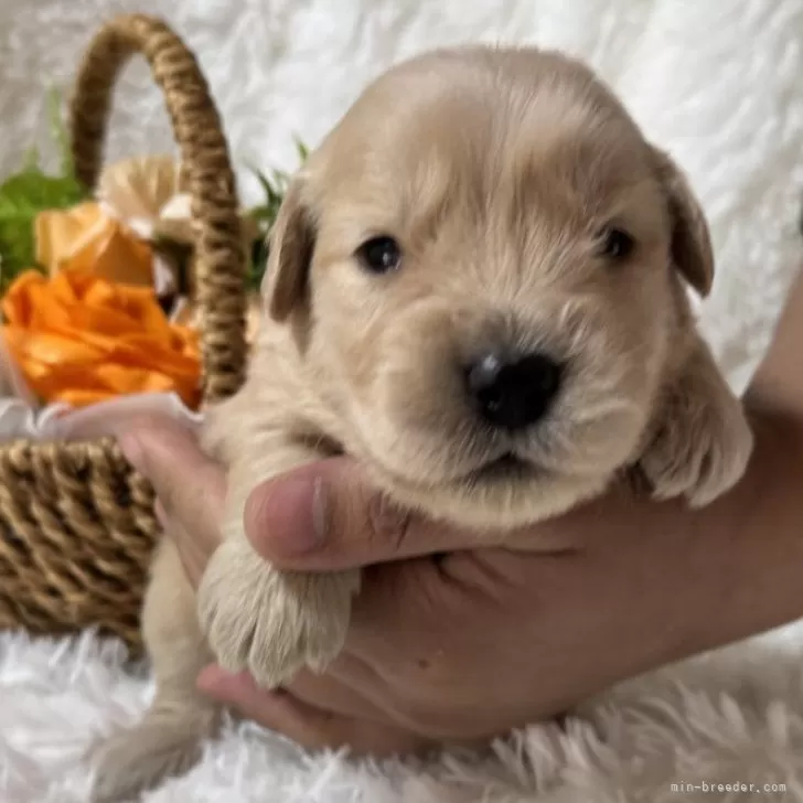 ゴールデンレトリバー【茨城県・女の子・2025年3月15日・ゴールド】の写真1