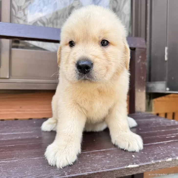 S.I 様のお迎えした子犬