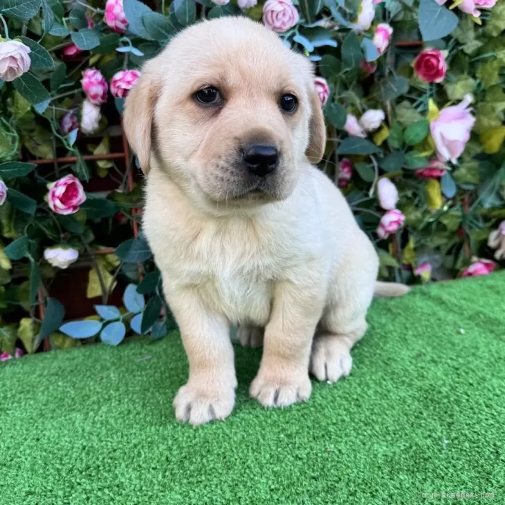 ID：2504-03596の子犬