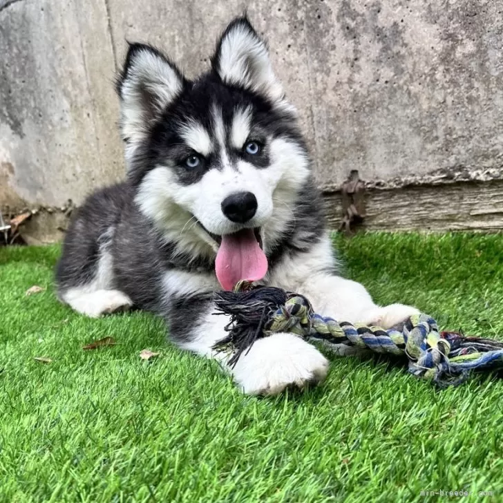 ID：2502-04475の子犬