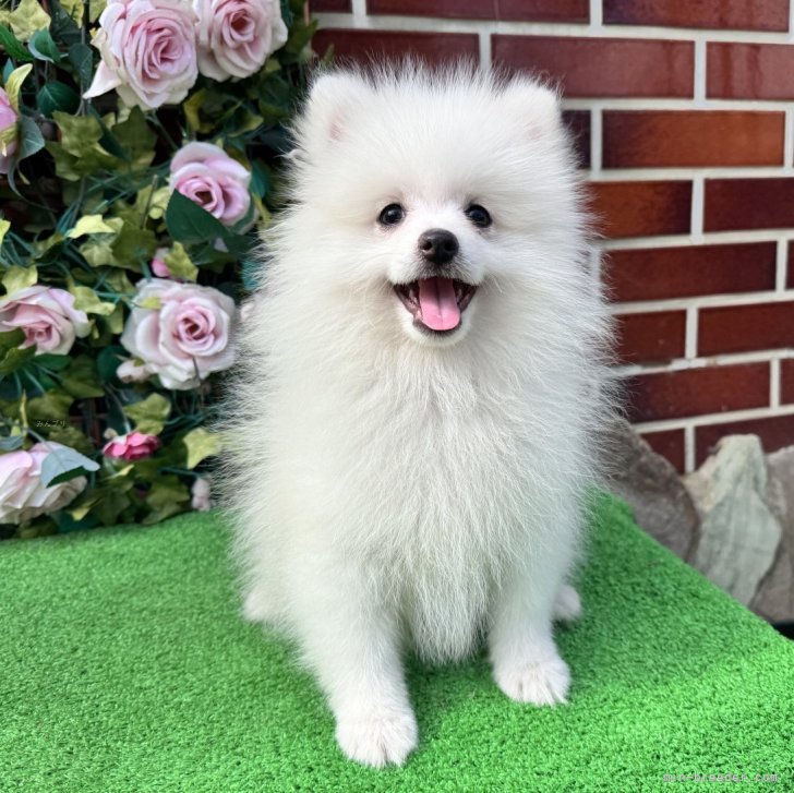 ブリーダー画像