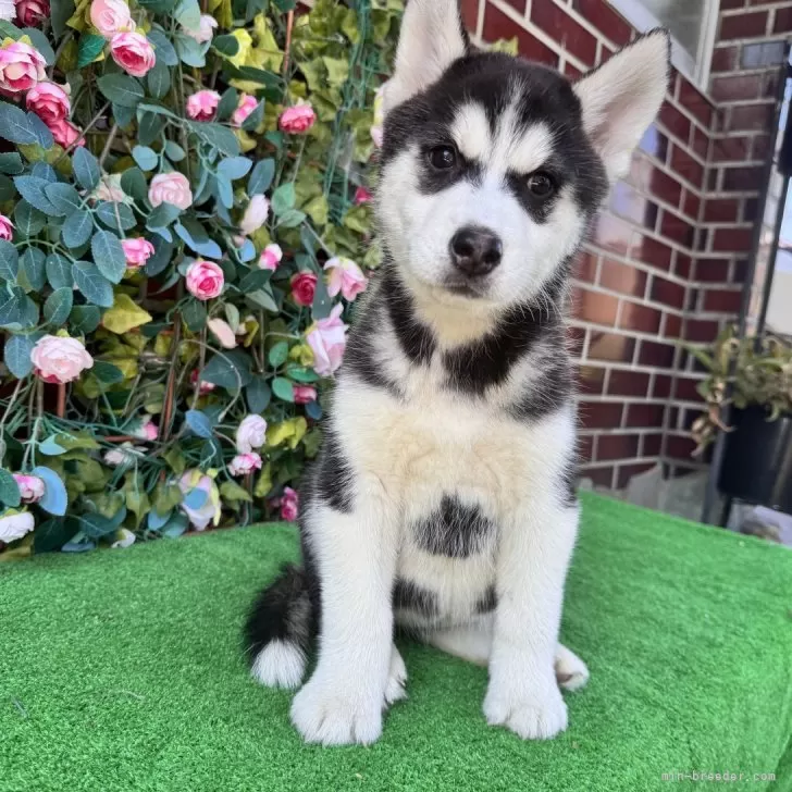 ID:2506-01350の子犬