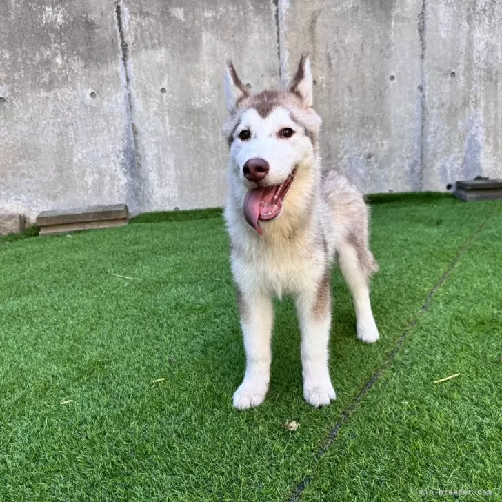 ID:2506-02327の子犬
