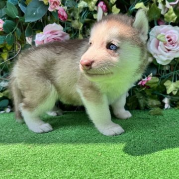 シベリアンハスキー【茨城県・女の子・2025年7月12日・チョコレートシルバー】の写真「珍しチョコレートの子🩵左目ブルーアイ」