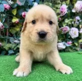 ゴールデンレトリバー【茨城県・男の子・2025年5月23日・ゴールド】の写真1