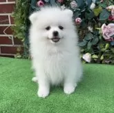 ポメラニアン【茨城県・女の子・2025年8月5日・ホワイト】の写真1