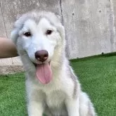 シベリアンハスキー