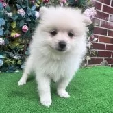 ポメラニアン