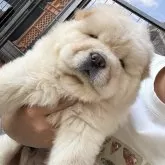 チャウチャウ