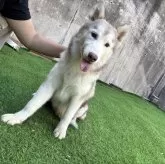 シベリアンハスキー