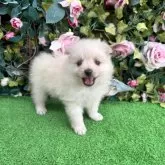 ポメラニアン
