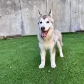 シベリアンハスキー【茨城県・男の子・2025年3月28日・レッド&ホワイト】の写真1