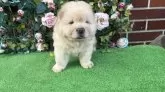 チャウチャウ【茨城県・男の子・2025年7月1日・クリーム】の写真3