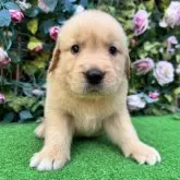 ゴールデンレトリバー【茨城県・男の子・2025年5月23日・ゴールド】の写真5