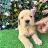 ゴールデンレトリバー【茨城県・男の子・2025年5月23日・ゴールド】の写真3