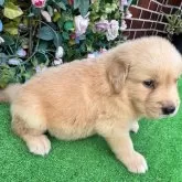 ゴールデンレトリバー【茨城県・男の子・2025年5月23日・ゴールド】の写真7