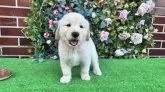 ゴールデンドゥードル(ゴールデンレトリバー×プードル)【茨城県・男の子・2025年7月21日・クリーム】の写真9