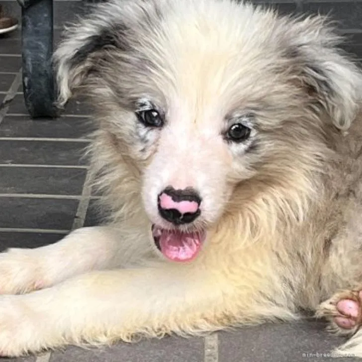 ID：2206-04543の子犬