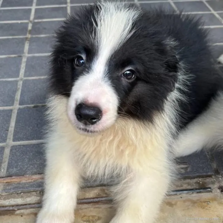 ID：2206-04539の子犬