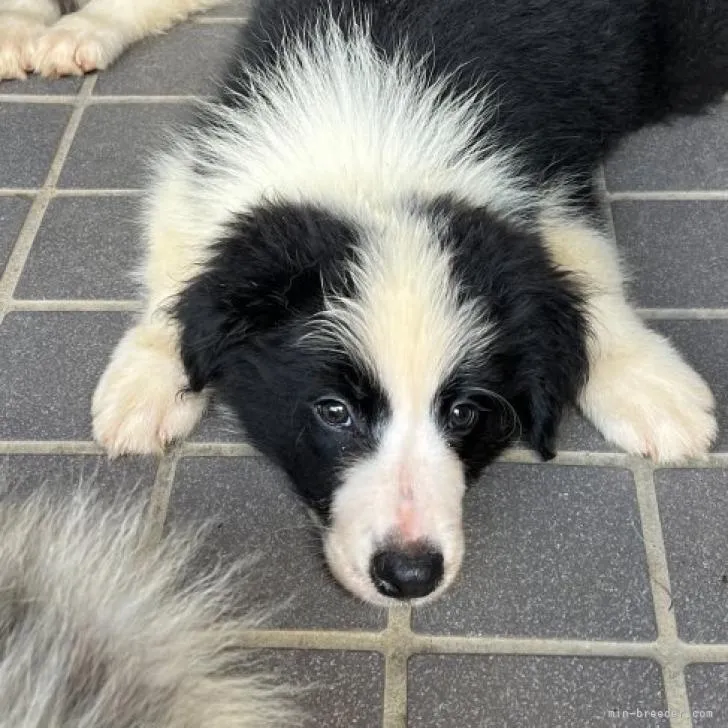 ID：2206-04531の子犬