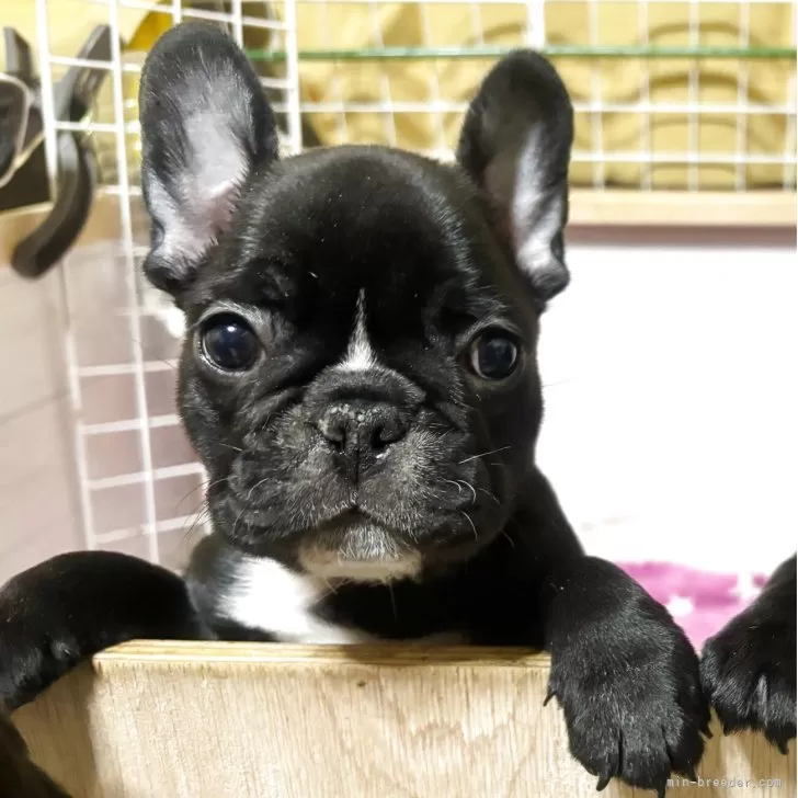 ID:2503-06113の子犬