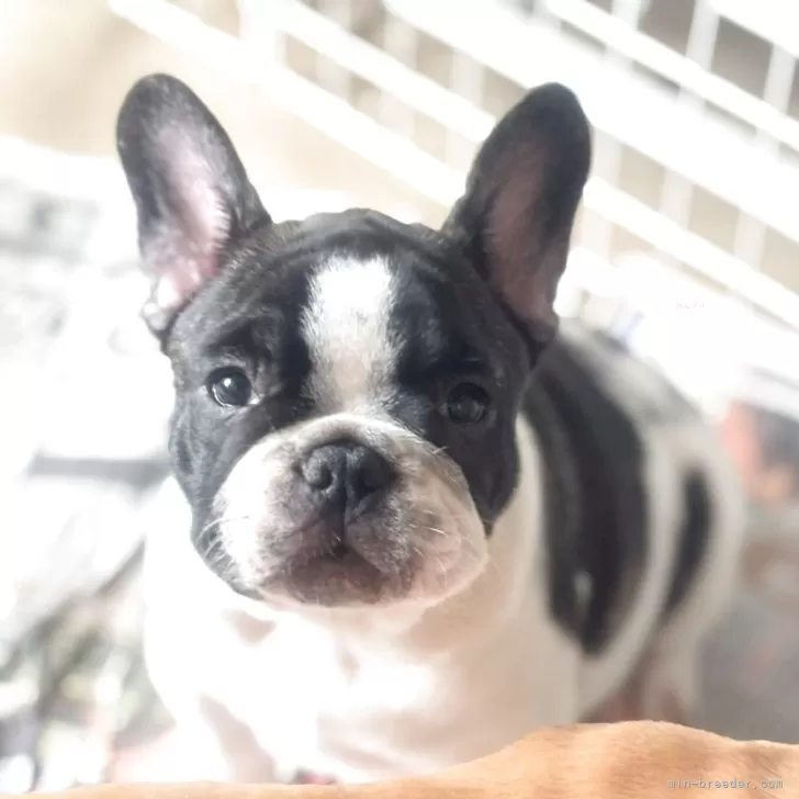 ID：2507-01562の子犬