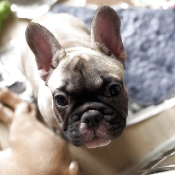 フレンチブルドッグ【三重県・女の子・2025年4月10日・フォーン】の写真「人好き❤️わんこ好き❤️社交的な女の子」