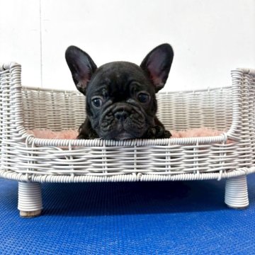 フレンチブルドッグ【三重県・女の子・2025年10月4日・ブリンドル】の写真「遊ぶの大好き🎵陽気な女の子」