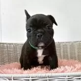 フレンチブルドッグ