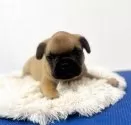 フレンチブルドッグ