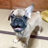 フレンチブルドッグ