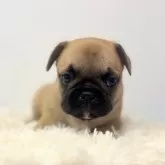 フレンチブルドッグ