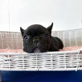 フレンチブルドッグ