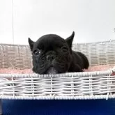 フレンチブルドッグ【三重県・男の子・2025年10月12日・ブリンドル】の写真1