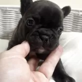 フレンチブルドッグ【三重県・女の子・2025年10月12日・ブリンドル】の写真2
