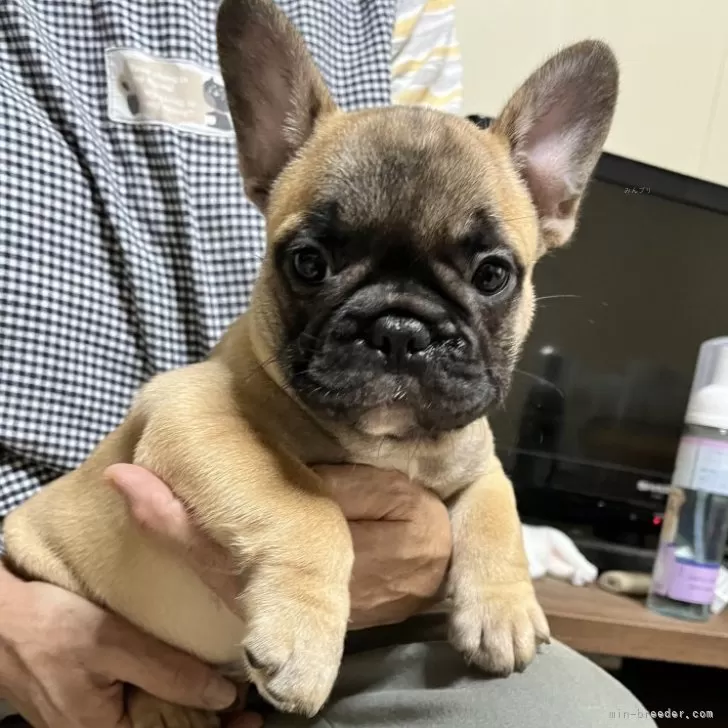 ID:2409-07348の子犬