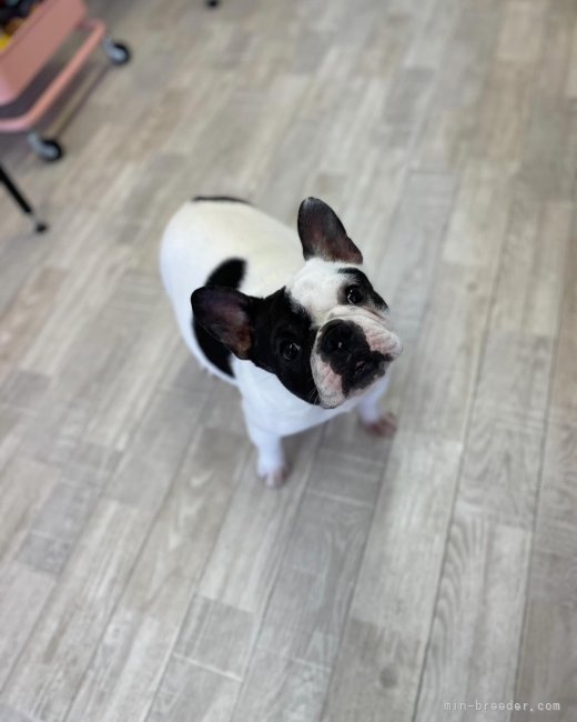 フレンチブルドッグ【・女の子・2022年11月12日・パイド】