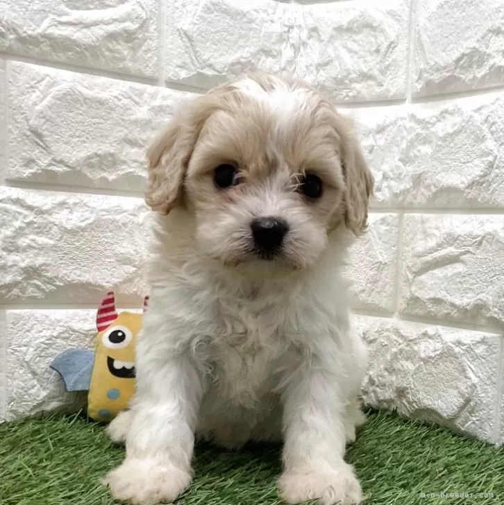 ID：2505-04248の子犬