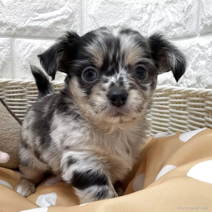 ID：2510-03482の子犬