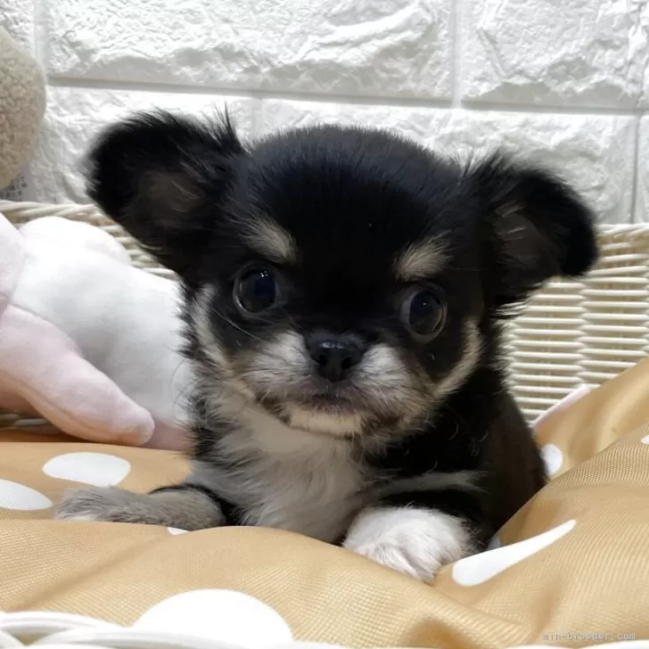 ペキチワ(チワワ×ペキニーズ)【北海道・女の子・2025年9月5日・ブラック&amp;ホワイト】の写真1
