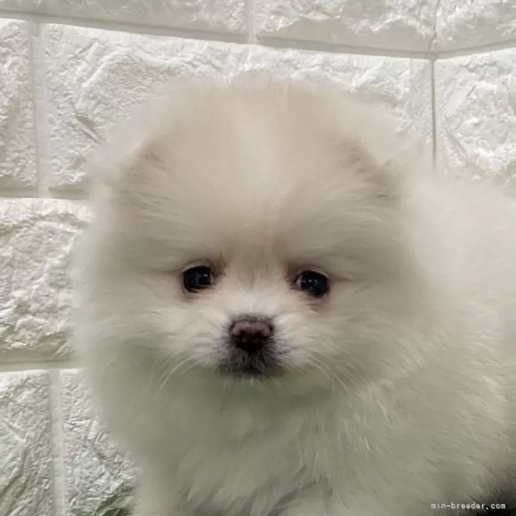 ID:2503-00629の子犬