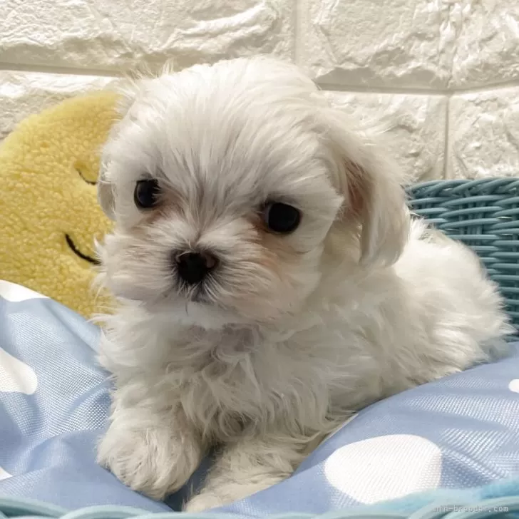 ID：2508-04292の子犬