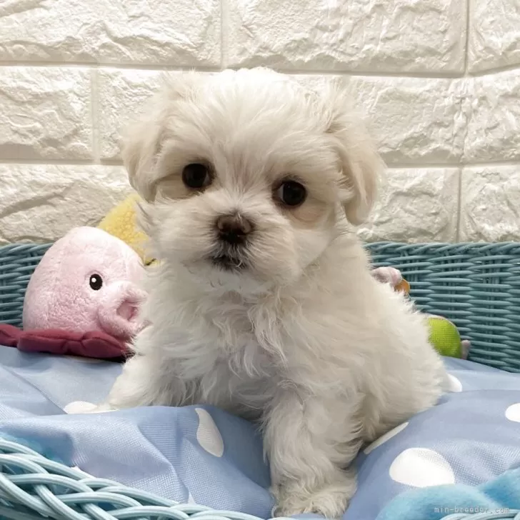 ID:2508-04335の子犬