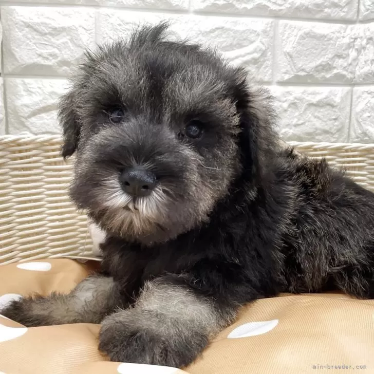 ID：2509-03102の子犬