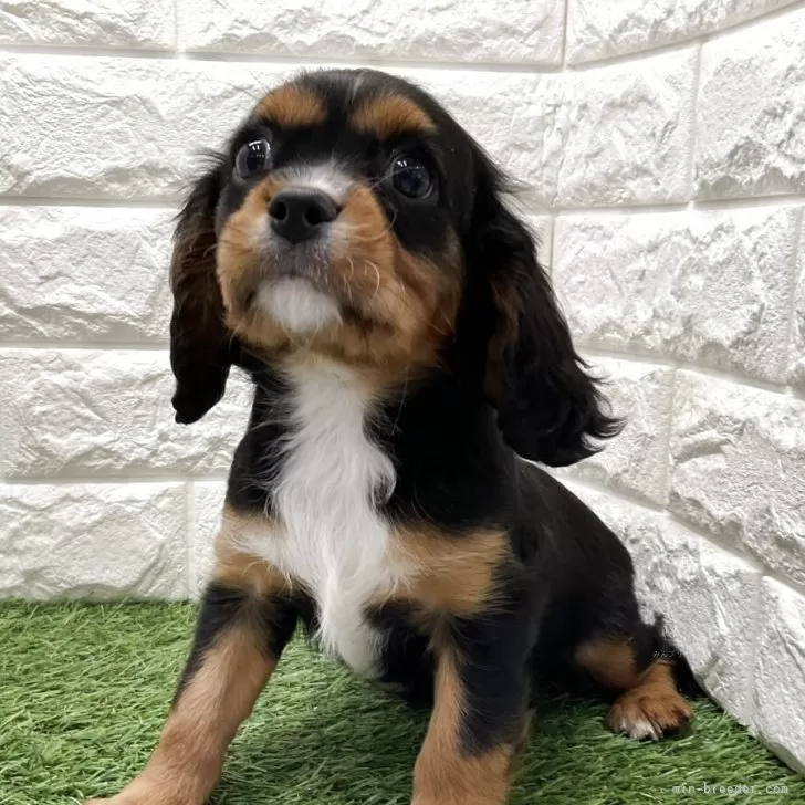 ID:2503-00671の子犬