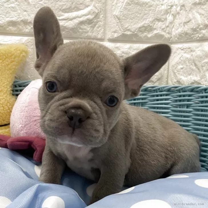 ID:2508-01960の子犬
