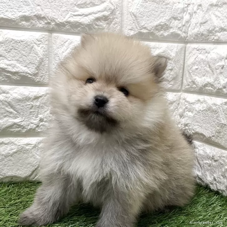 ID：2503-07938の子犬