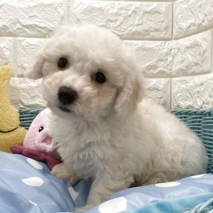 ID:2508-06885の子犬