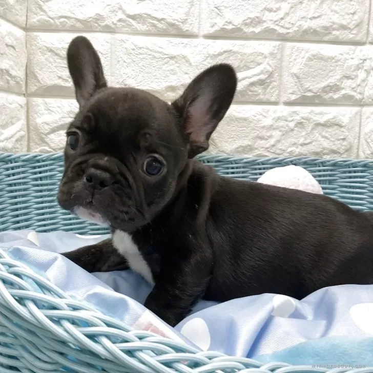 ID:2508-01950の子犬