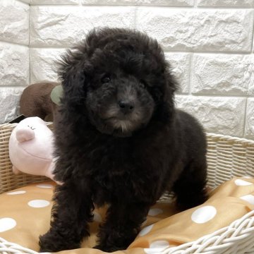 トイプードル(トイ)【北海道・女の子・2025年8月30日・グレー】の写真「スクスク成長中です✨」
